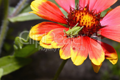 Red Helenium flower close-up with a grasshopper sitting on it