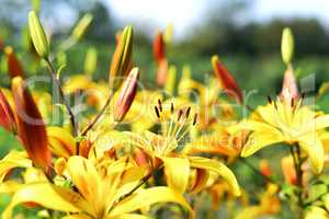 Flowering ornamental yellow lily in the garden closeup