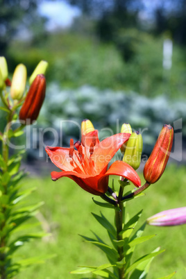 Flowering ornamental yellow lily in the garden closeup