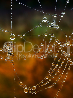 Shiny web with drops of morning dew closeup