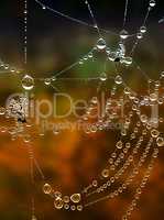 Shiny web with drops of morning dew closeup