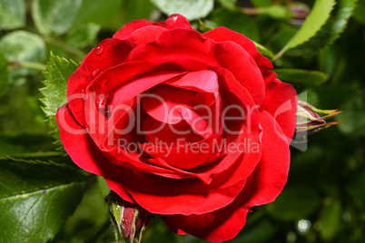 Red roses close up. Background.