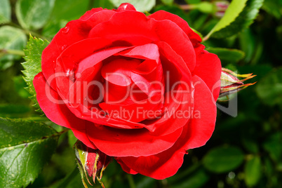 Red roses close up. Background.