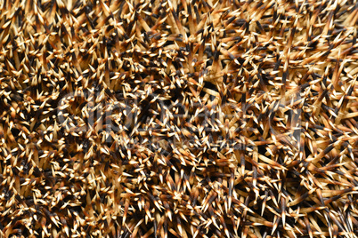 Needles of a hedgehog close up, texture