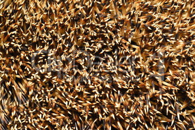 Needles of a hedgehog close up, texture