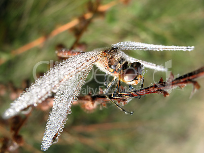 Drops of morning dew on a dragonfly closeup