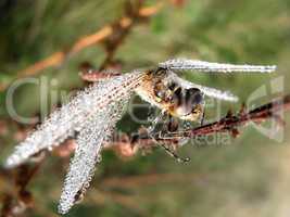 Drops of morning dew on a dragonfly closeup
