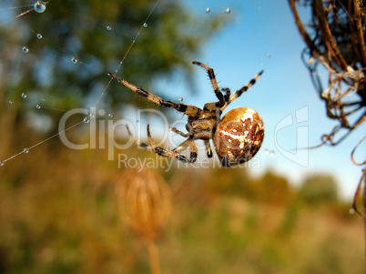 Spider on spider web after rain