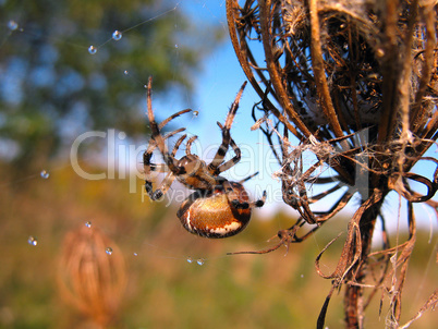 Spider on spider web after rain