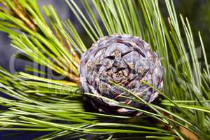 Pine branch on a branch close-up coniferous tree