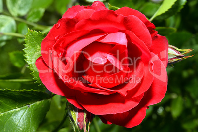 Red roses close up. Background.