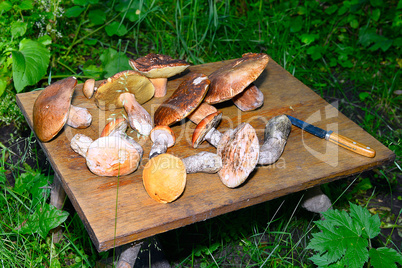 Wild mushroom on the table