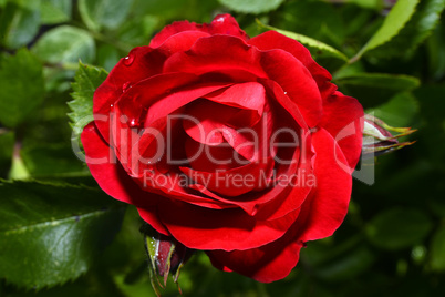 Red roses close up. Background.