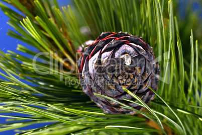 Pine branch on a branch close-up coniferous tree