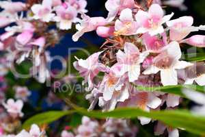 Spring blossom background