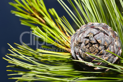 Pine branch on a branch close-up coniferous tree