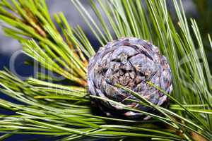 Pine branch on a branch close-up coniferous tree