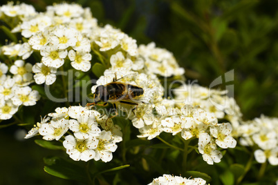 Fly sitting on a flowering shrub tree closeup