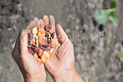 Beans beans in a female hands on a background of garden beds