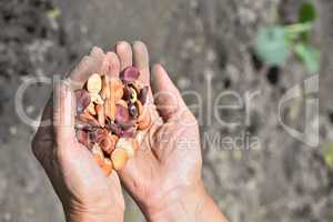 Beans beans in a female hands on a background of garden beds
