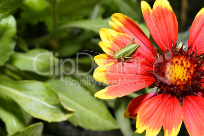 Red Helenium flower close-up with a grasshopper sitting on it