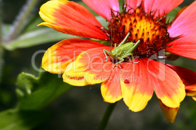 Red Helenium flower close-up with a grasshopper sitting on it