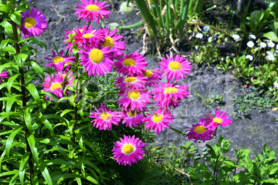 Flowers decorative pink daisies in the garden