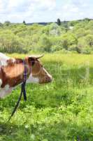 Portrait of rural cows grazing on a green meadow, close-up