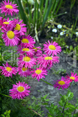 Flowers decorative pink daisies in the garden