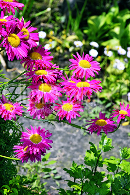 Flowers decorative pink daisies in the garden