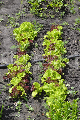 Green salad growing in the garden beds in summer