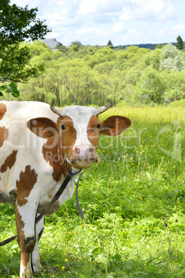 Portrait of rural cows grazing on a green meadow, close-up