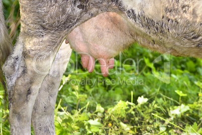 Rural udder cows grazing on a green meadow, close-up