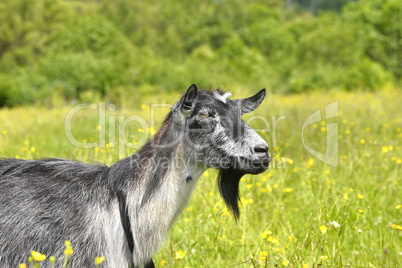 Rural landscape with a goat grazing on a green meadow