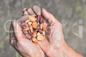 Beans beans in a female hands on a background of garden beds