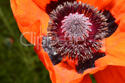 Red poppy flower, stamens and pistils, macro