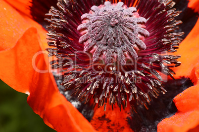 Red poppy flower, stamens and pistils, macro