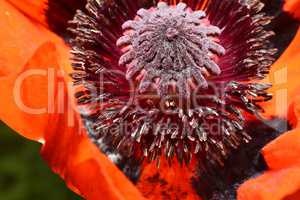 Red poppy flower, stamens and pistils, macro