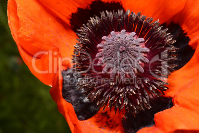 Red poppy flower, stamens and pistils, macro