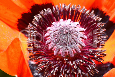 Red poppy flower, stamens and pistils, macro