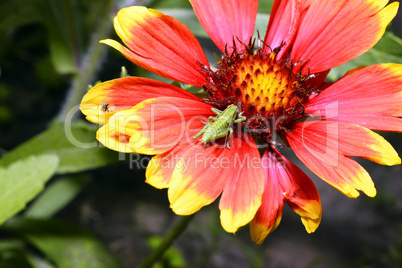 Red Helenium flower close-up with a grasshopper sitting on it