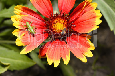 Red Helenium flower close-up with a grasshopper sitting on it