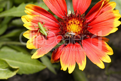 Red Helenium flower close-up with a grasshopper sitting on it