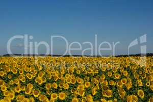 Field of sunflowers and blue sky