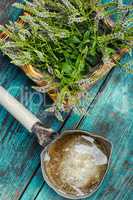 Mint medicinal plant