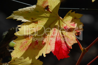 Ahorn-Blatt im Herbst, Maple leaf in autumn