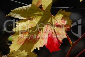 Ahorn-Blatt im Herbst, Maple leaf in autumn