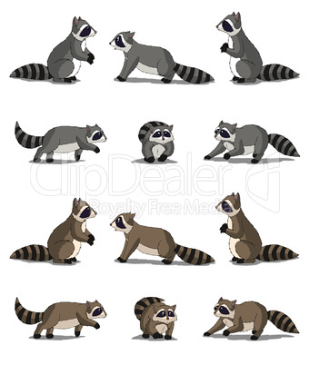Raccoon Isolated on White Background