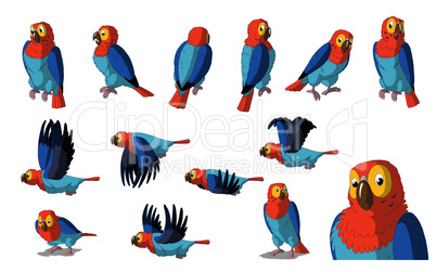 Macaw Parrot Isolated on White Background