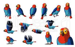 Macaw Parrot Isolated on White Background